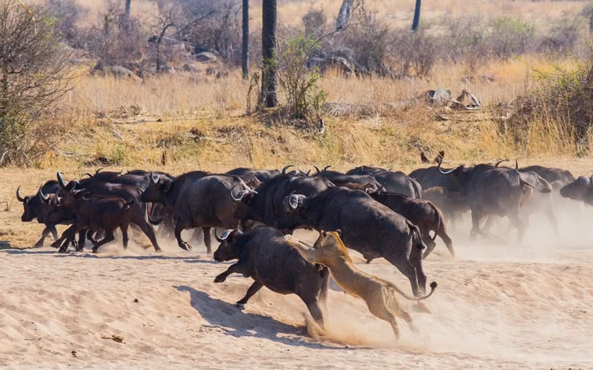 狮群狩猎野牛正待得手之际,逃跑的野牛群突然杀了回来