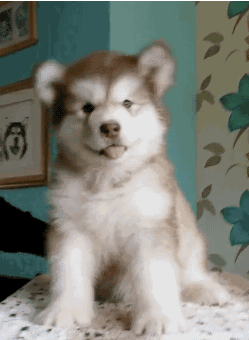 汪星人大战人类,老子就不走,就不走