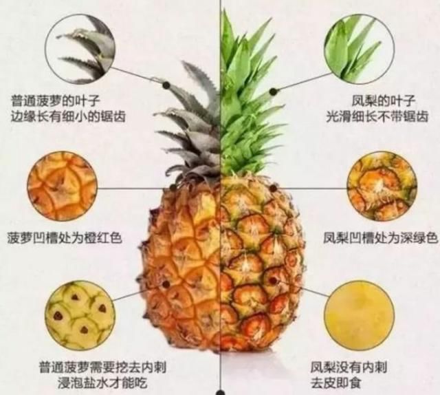 凤梨和菠萝有什么区别?凤梨真的比菠萝高端吗?