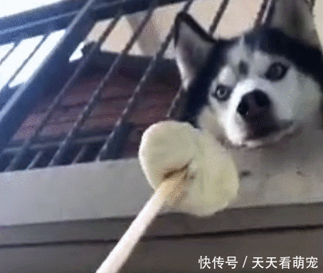 楼上哈士奇太闹腾,邻居偷偷把二哈喂成哈士猪,再也跳不动了