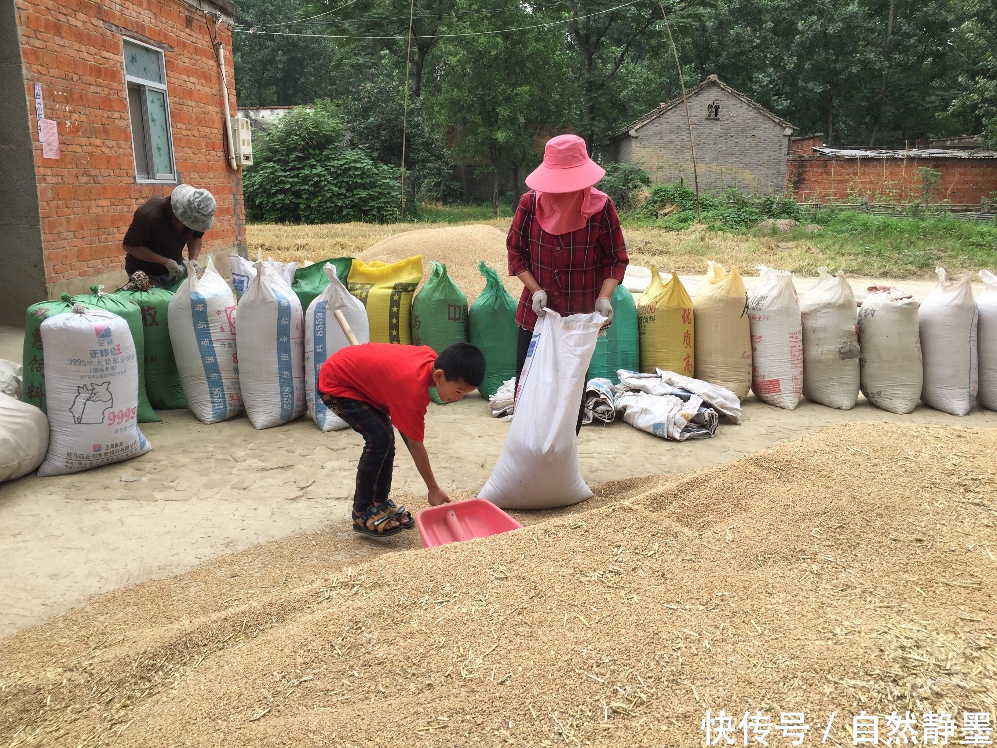 农忙的季节,河南农村孩子都是这样过周末的,这就是他们的童年