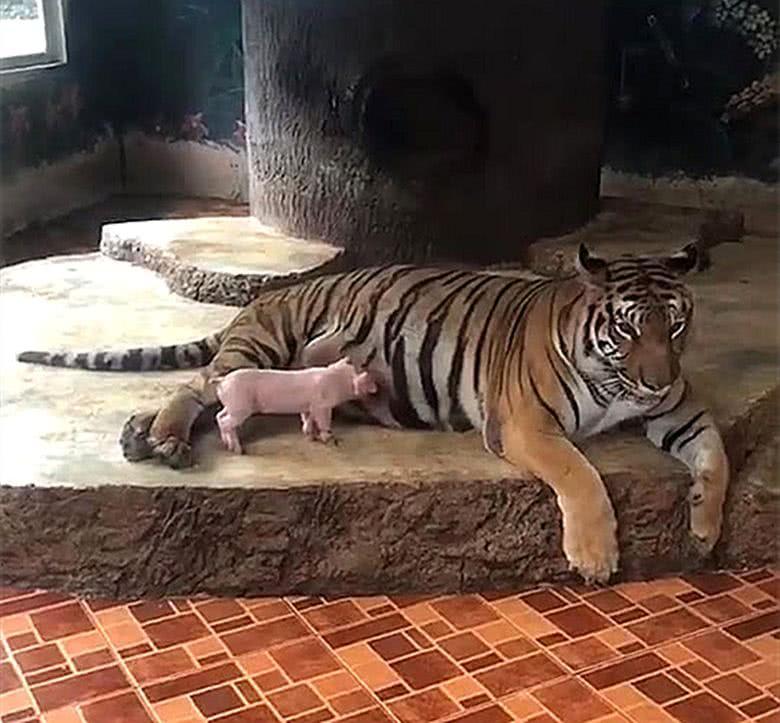 初生小猪不怕虎, 小猪宝宝跑到老虎身边找奶吃, 被一脚蹬开