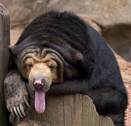 太阳熊,为食肉目马来熊属下的一种小型熊类动物,是现存体型最小的熊
