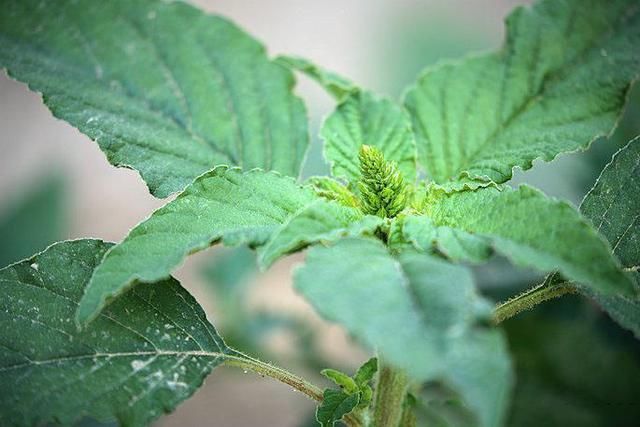 7月正好有这种野菜,人称"长寿菜",还能促进骨骼的生长