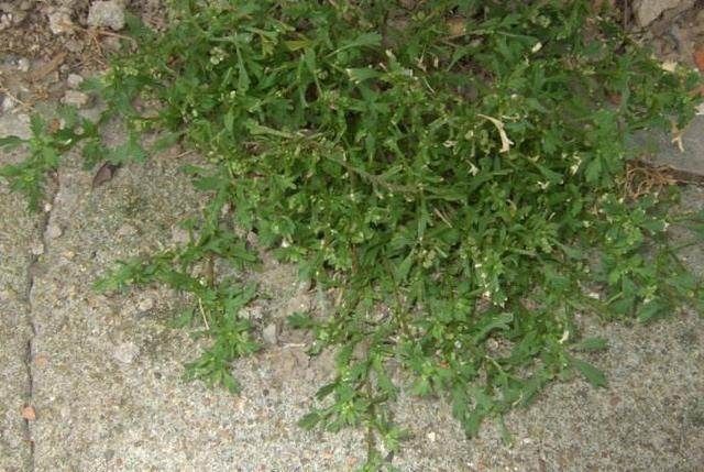 乡下这种野草叫"鹅不食",看着很普通,竟是治疗抗肿瘤的良药!