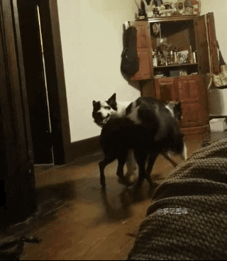 全球搞笑gif:是谁说爱笑的女生好看?这两个妞送你了!