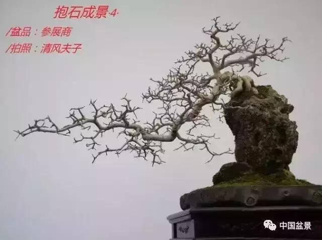 欣赏典雅新奇抱石盆景,学习抱石盆景制作技巧