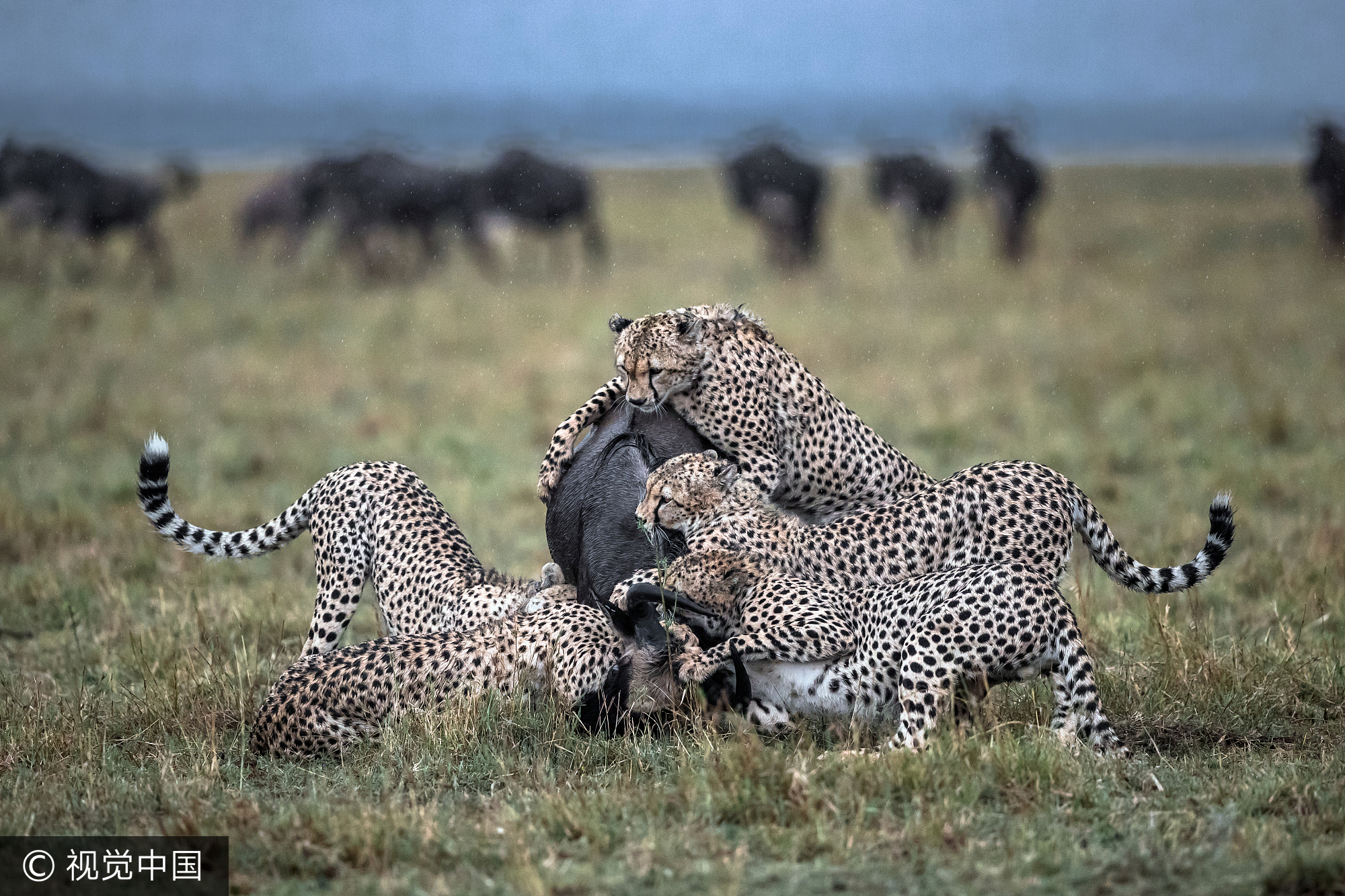 肯尼亚:5只年轻猎豹合力围捕牛羚 力量悬殊场面惨烈