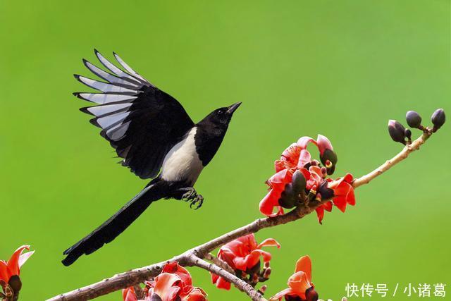 7月份喜鹊枝头叫顺心如意三大生肖,桃花开爱情到