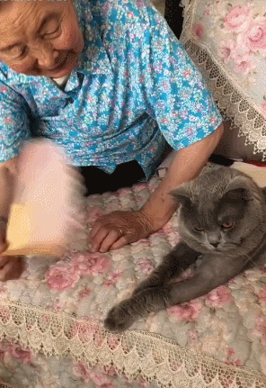 壁纸 动物 狗 狗狗 296_431 竖版 竖屏 手机 gif 动态图 动图