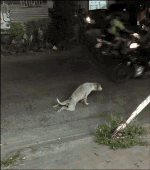 爆笑gif:五轮拖拉机见过没有,你怕不怕啊