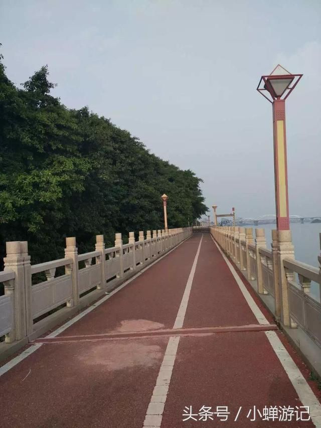 东莞石龙镇金沙湾公园--罗浮山大桥骑行春暖花开时节看杜鹊花长廊
