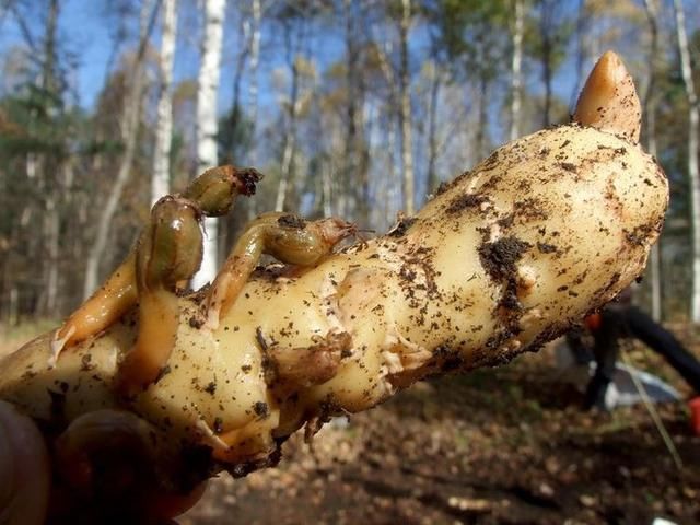 这是深山里特有的"野土豆",营养价值可比肩灵芝,知道的没几个