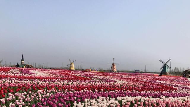 南通进鲜港鲜花小镇今天开门迎客!