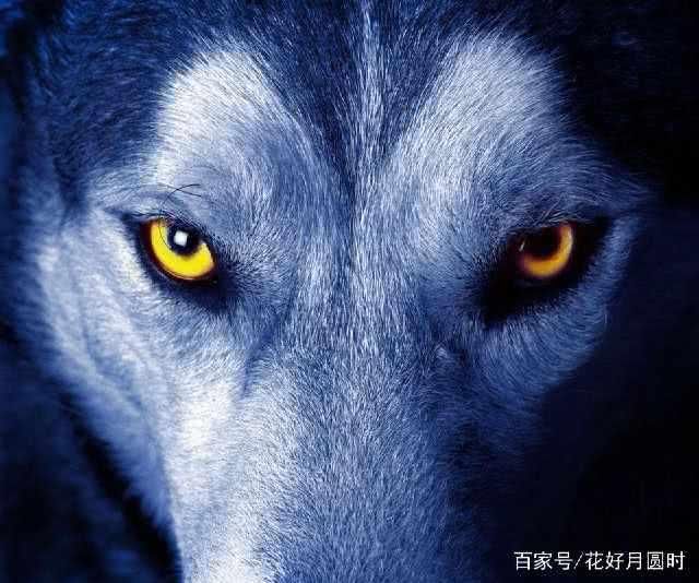 心理测试:哪只狼的眼神最有杀伤力,测你背负着哪种情绪炸药包?