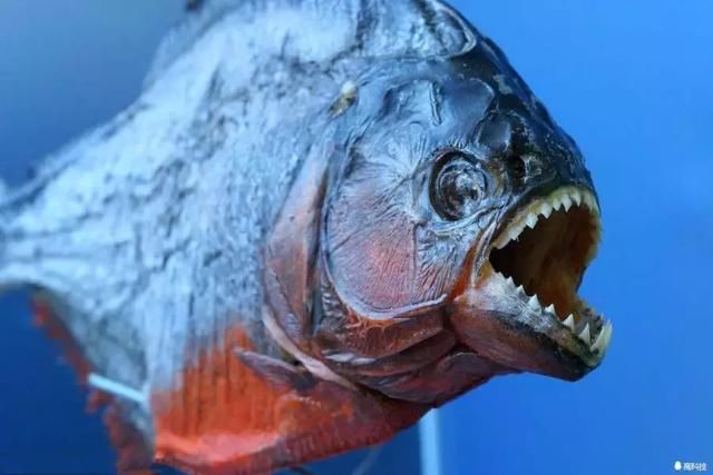 亚马逊河的十大恐怖生物 第一名无论谁都不会想遇到