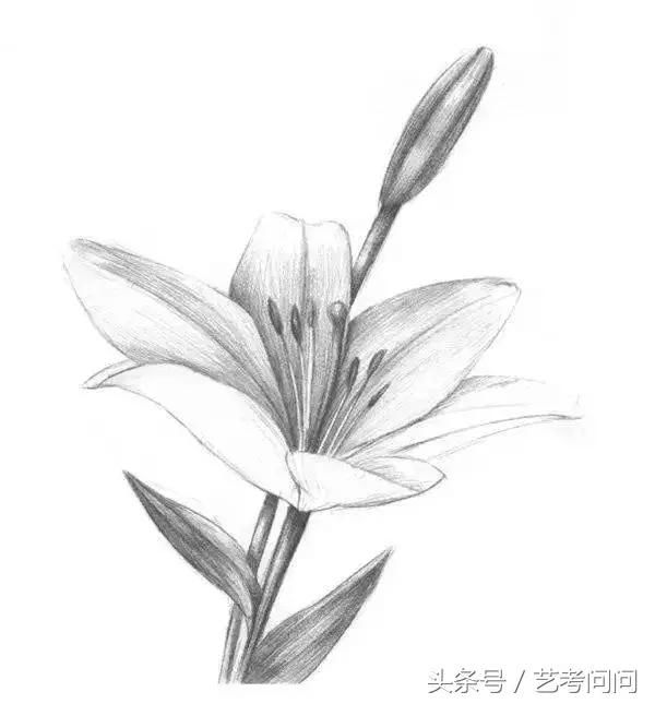 素描教程丨花卉素描之百合花,收藏学习了