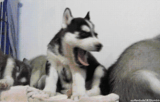 哈士奇为什么不能当警犬?因为容易和犯罪分子达成共识