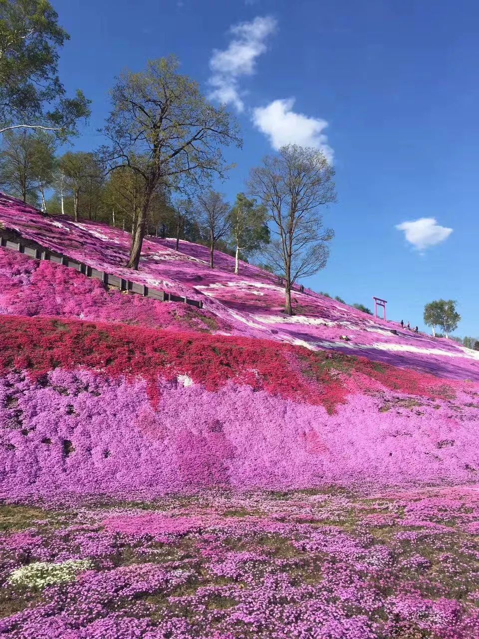 秒杀北海道,南京周边竟然藏着这么大一片粉色花海!