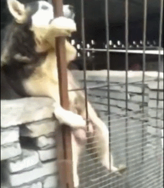 狗狗哈士奇越狱失败,被卡在笼子里苦苦哀求
