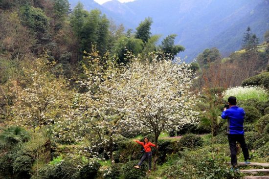 歙县上丰乡千亩徽州雪梨花竞相开放(图)