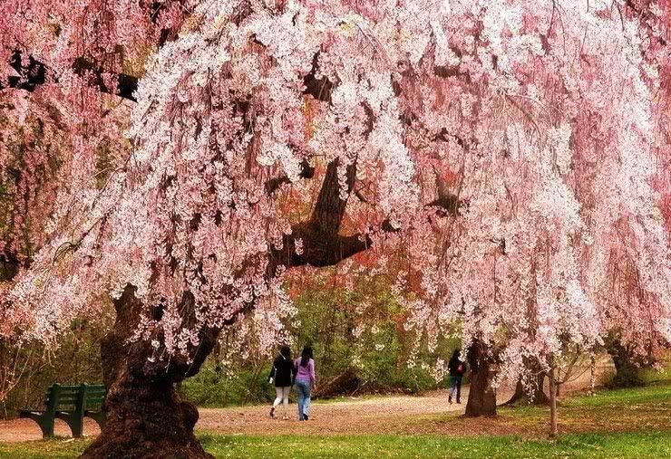美哭!又是一年樱花季,全球最美樱花都在这里