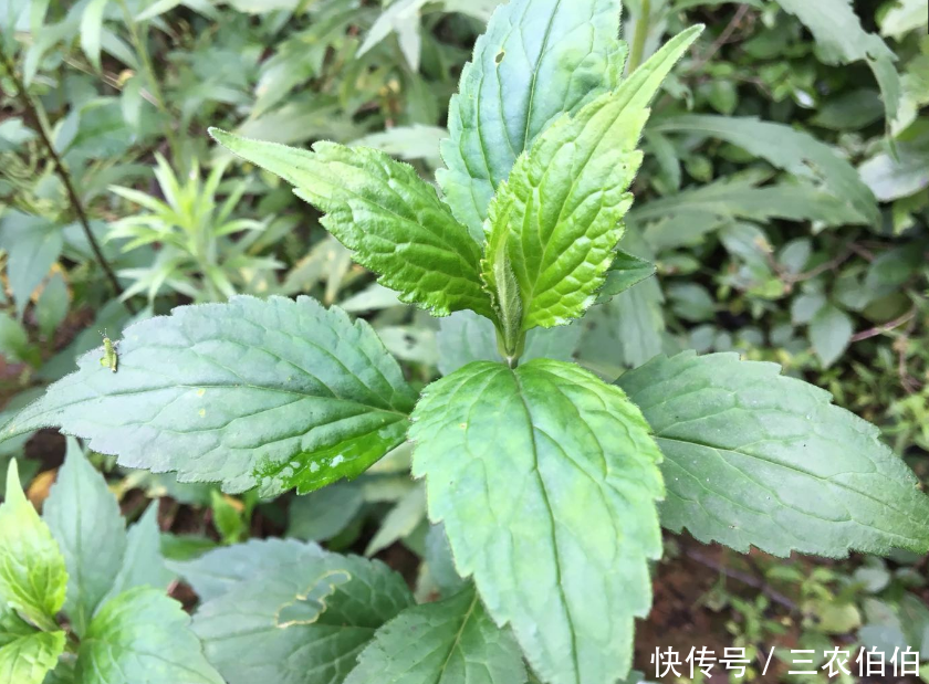 农村田间不起眼的苦菜,竟是老一辈人的"救命草",你吃过吗?
