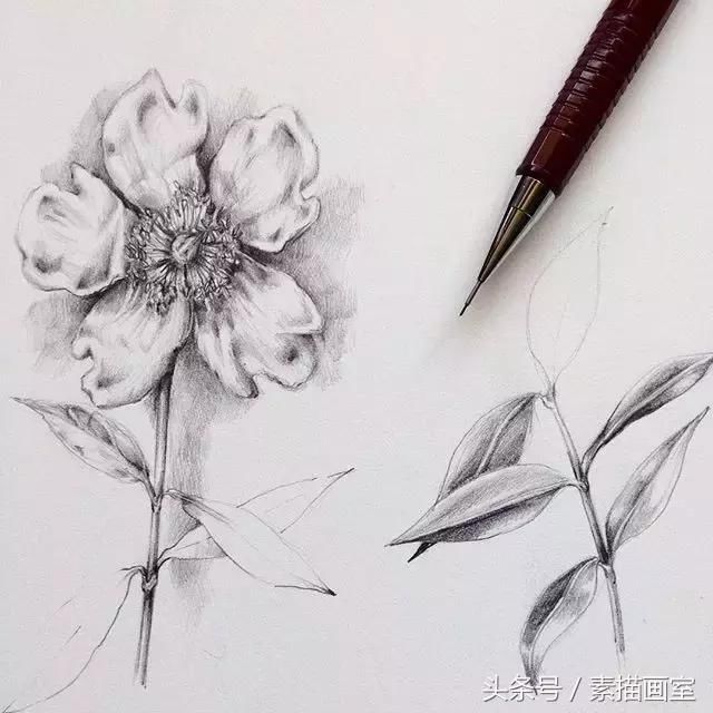 然后一朵素描花卉就画完了~  #花卉色稿#  她主要是画彩铅花卉和水彩