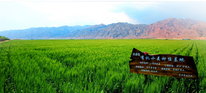 在磴口县乌兰布和沙漠腹地,一片片绿洲成带状散布开来,让无垠的沙漠
