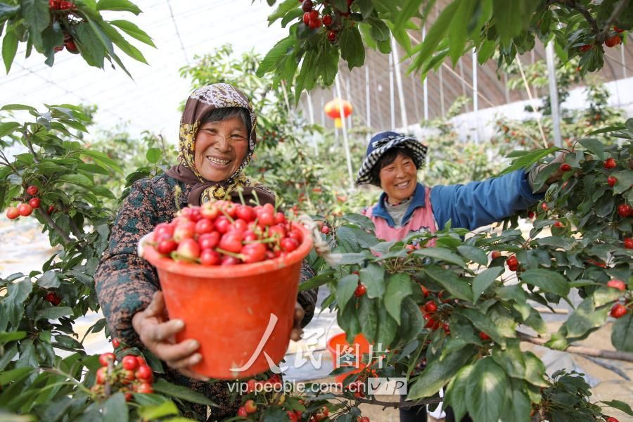 江苏连云港:大樱桃赶"节"上市