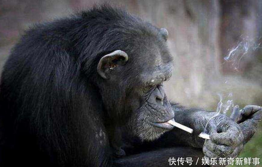 人类和大猩猩有生殖隔离, 科学界如何发现的 说出来你