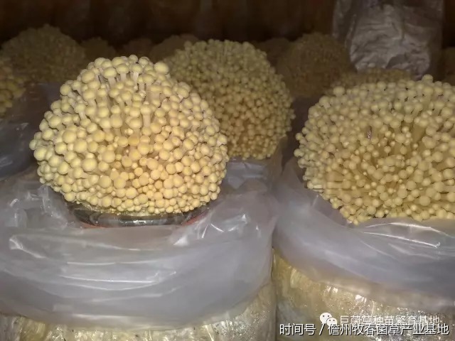 【巨菌草知识大讲堂第五课】菌草瓶栽金针菇