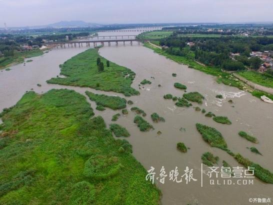 航拍大汶河 一群绵羊桥上过