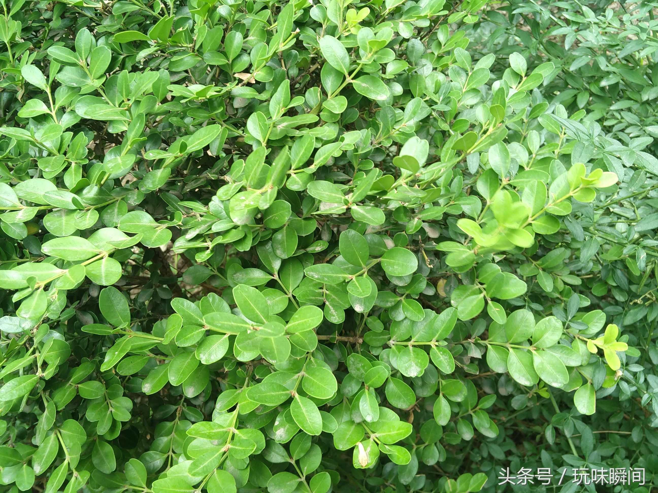 小区里的花花草草:马唐,牛筋草,南瓜,苋菜,山莴苣,高羊茅
