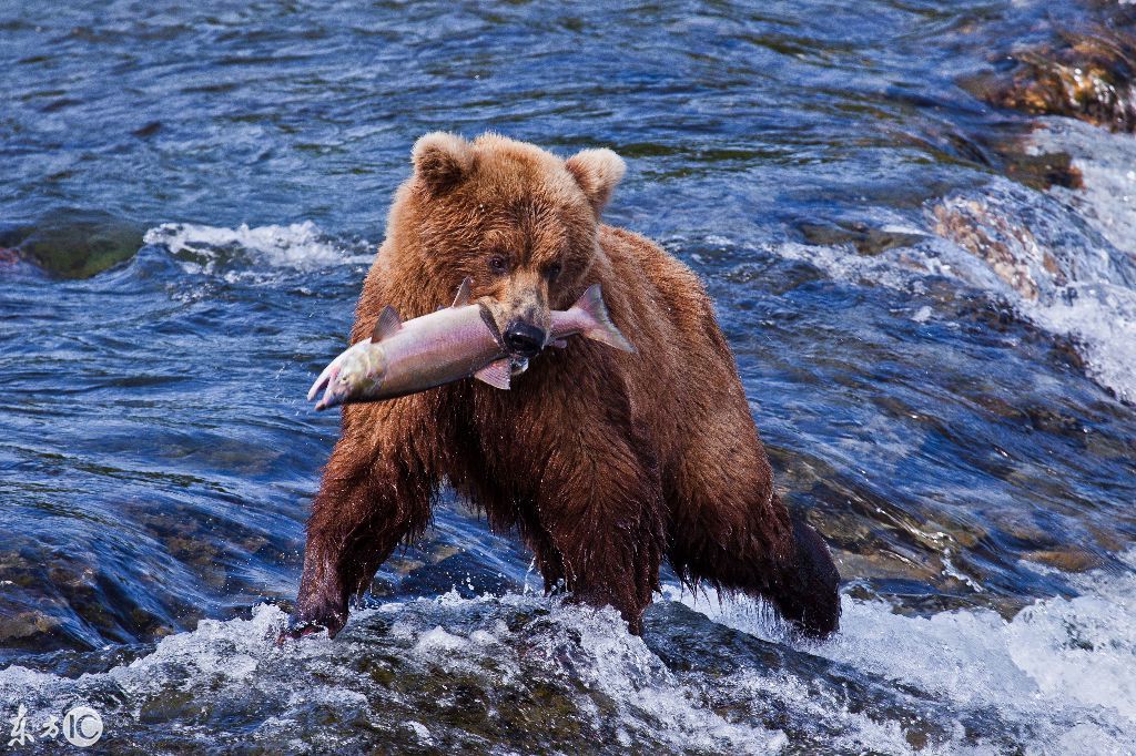 三只灰熊捕食大马哈鱼,终于不用饿肚子了
