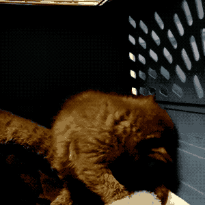 好心人路边捡了只小奶猫回家,到家才发现原来这可不是