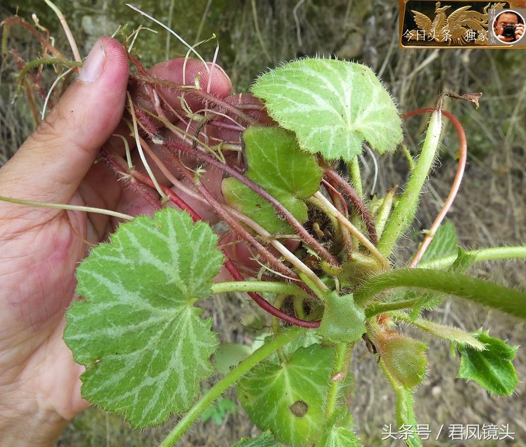 民间中草药摄影:虎耳草,主治痔疮,中耳炎,风火牙痛!