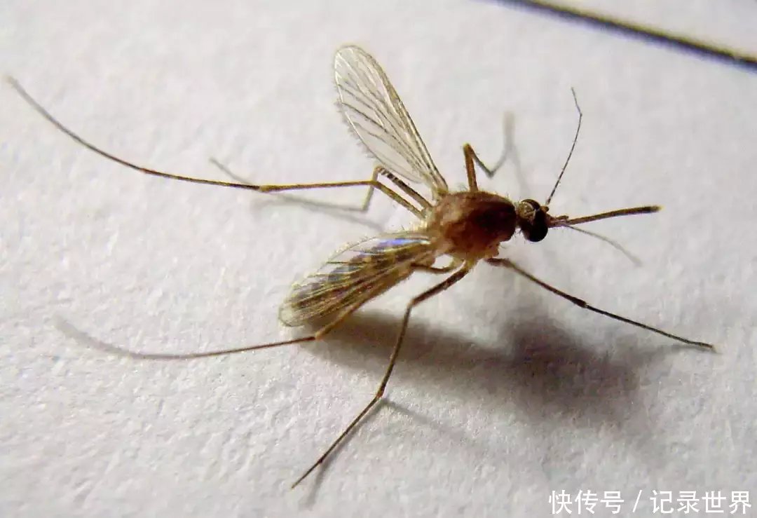 如果蚊子在地球上灭绝的话,对人类真的是一件好事吗?
