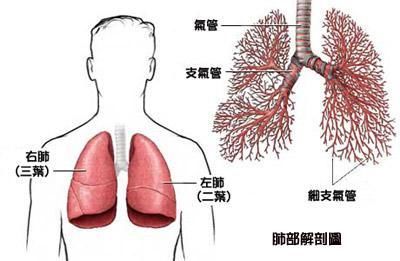 肺癌早期不疼不痒,只要后背出现1种痛感,说明体内有癌