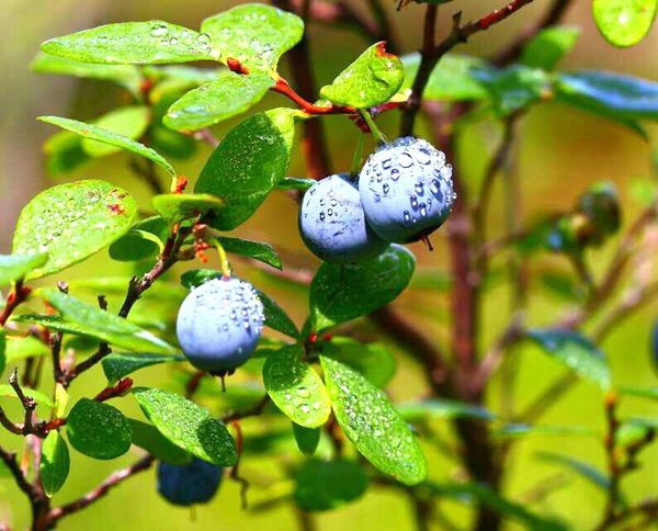 漠河旅游-野生蓝莓-漠河原始森林中的神奇宝藏