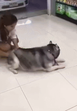 主人把二哈养成72斤的哈士猪,二哈为了维护隐私死活不