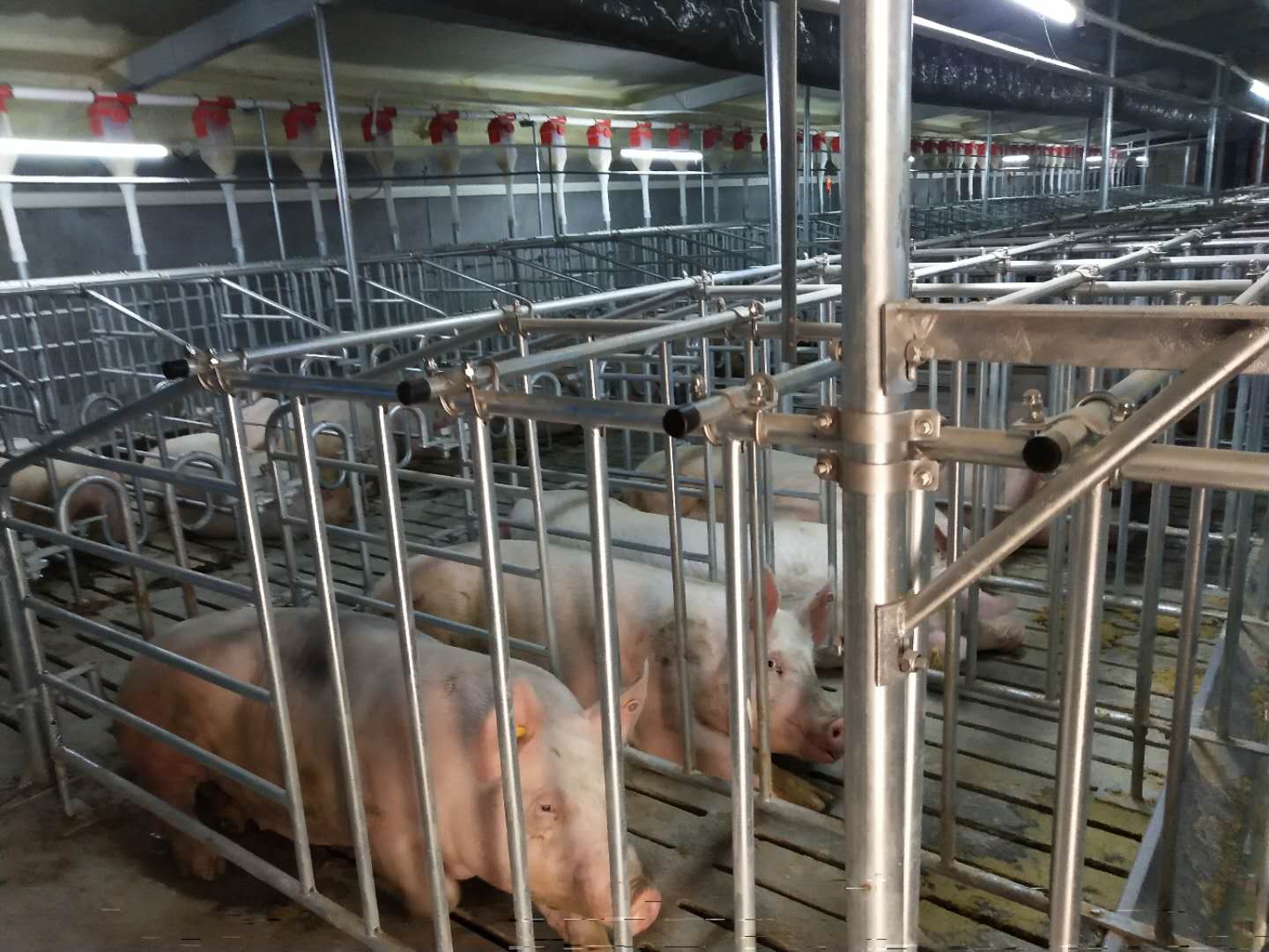 在位于百禄镇周彭村的牧原生猪养殖二场,工人们正抢抓时间建设现代化