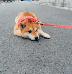 尽管很多人的表情包相册都被这两只萌物占领 但总是秋田柴犬傻傻分不