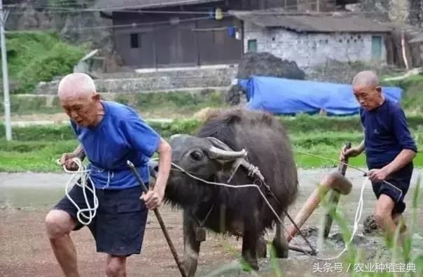 然而留在农村的多半是年纪大的老人, 田地对于他们人来说, 是命根子.