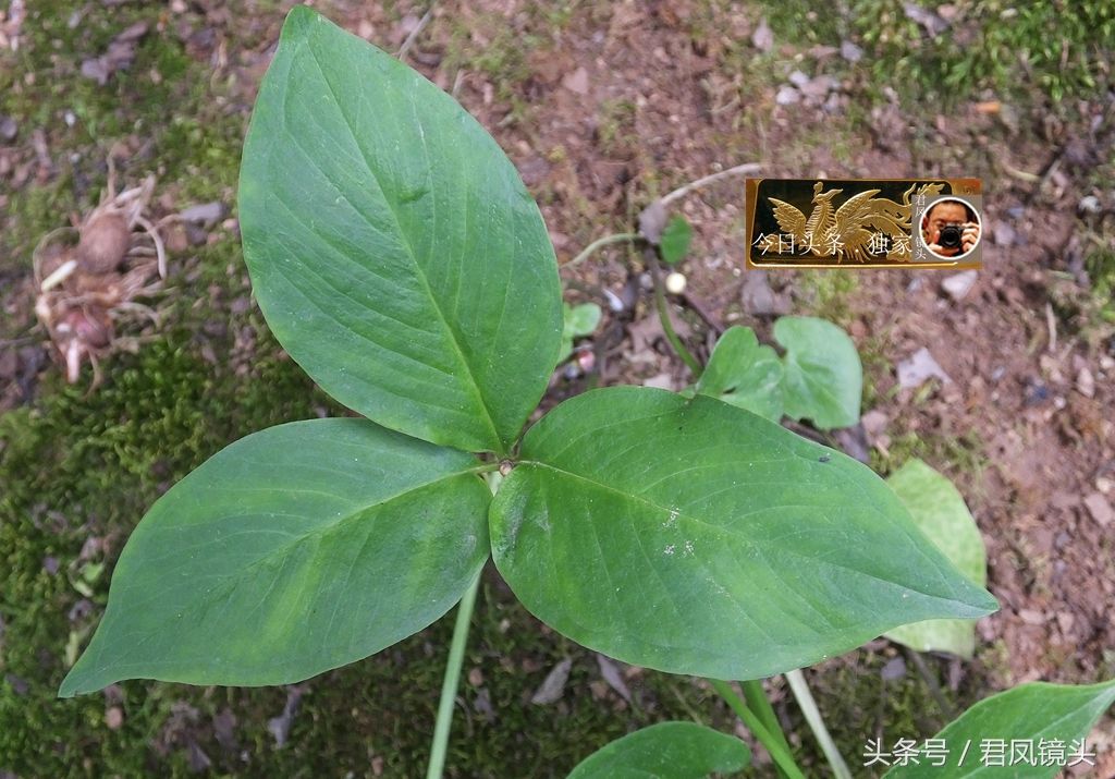 湖北宜昌:乡村,中草药半夏结籽!半夏抗肿瘤,可治癌症!