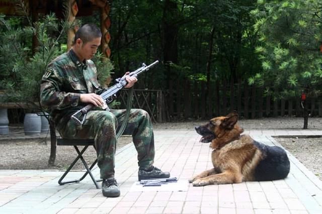 五只训练有素的军犬能打败藏獒吗?真相说出来,你可能不信