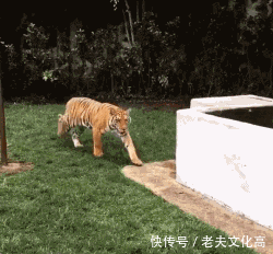 搞笑gif: 喂, 幺幺零吗, 我看见一条在马路上飞驰的鱼