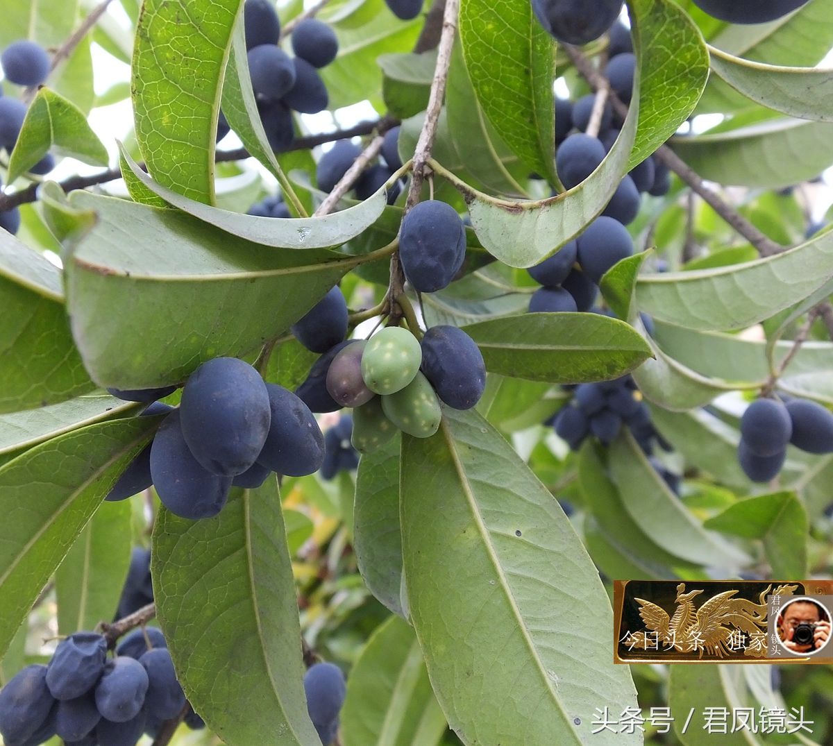 湖北宜昌:桂花树果实成熟,酷似紫蓝色宝石!果实可以食用吗?