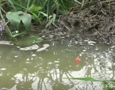 两人在杂草处的小坑放3根鱼竿钓鱼,还真没想到中鱼了