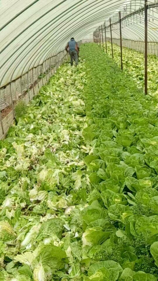 蔬菜难卖,昆明及周边县市很多菜农一夜之间回到了解放前